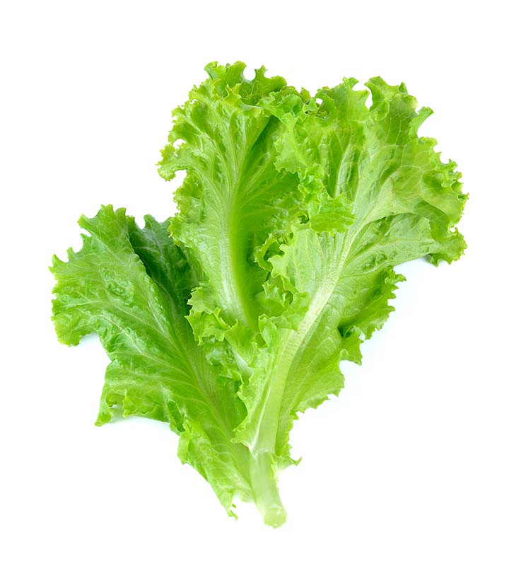 Image of Lettuce vegetables