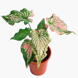 ARTIFICIAL PLANT WITH A VESSEL,LIFELIKE APPEARANCE DESIGN,REUSABLE,EASY MAINTENANCE FOR HOME,PARTY DECOR